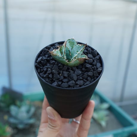 ライオンズメーン | STORES