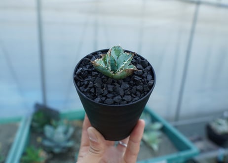 アガベ　チタノタ　ライオンズメーン　Agave titanota Lion's Mane