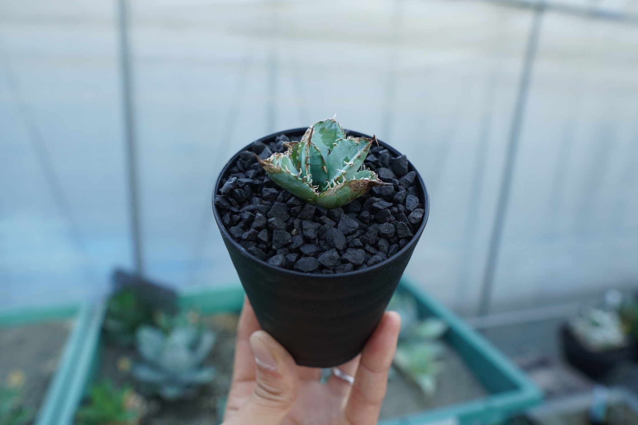 アガベ チタノタ ライオンズメーン Agave titanota Lion's Mane |