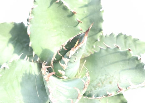 Agave titanota FO-76 compacta dwarf  no.2