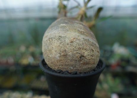 パキポディウム　グラキリス　Pachypodium gracilius　No.2