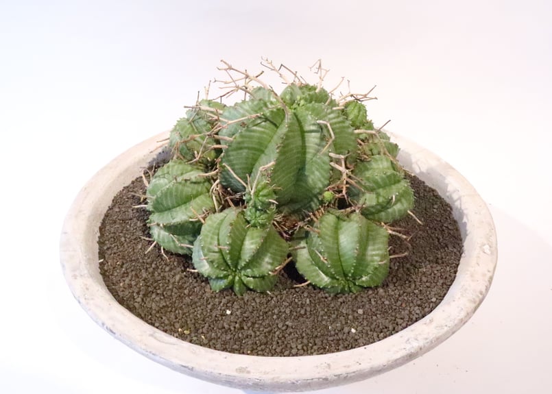 ユーフォルビア バリダ 群生 | mana's green:塊根植物販売|マナ ユーフォルビア バリダ 群生 | mana's green:塊根植物販売|マナ