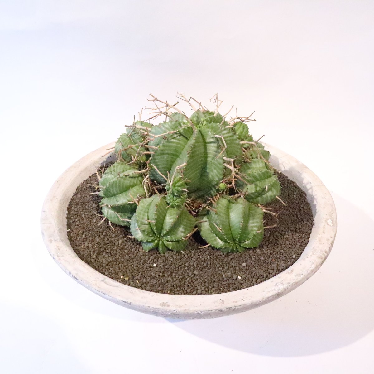 ユーフォルビアバリダ群生10年程管理