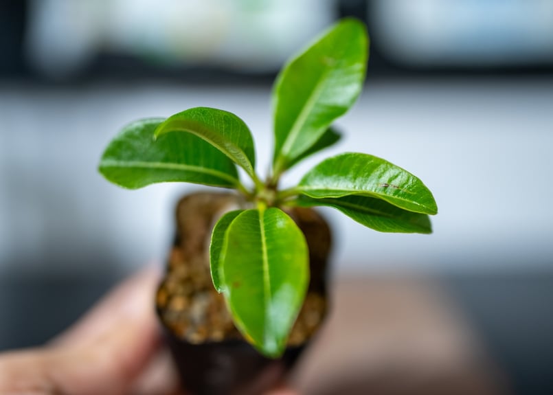 ま*ん様 パキポディウム ウィンゾリー 実生株 美形コレクション