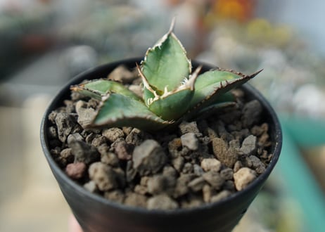 カキコアガベ　チタノタ　FO-76　agave titanota  FO-76　No.2