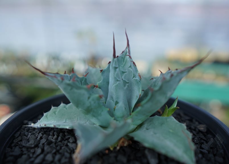 Ｆ①　アガベ　パラサナ　大株 アガベ パラサナ ファイヤーボール 大株 - メルカリ