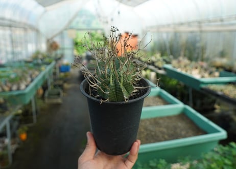 ユーフォルビア　スーパーバリダ　Euphorbia super valida  No.1