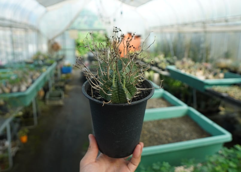 ブラックバリダ×スーパーバリダ 親株 子株付 ① ブラックバリダ