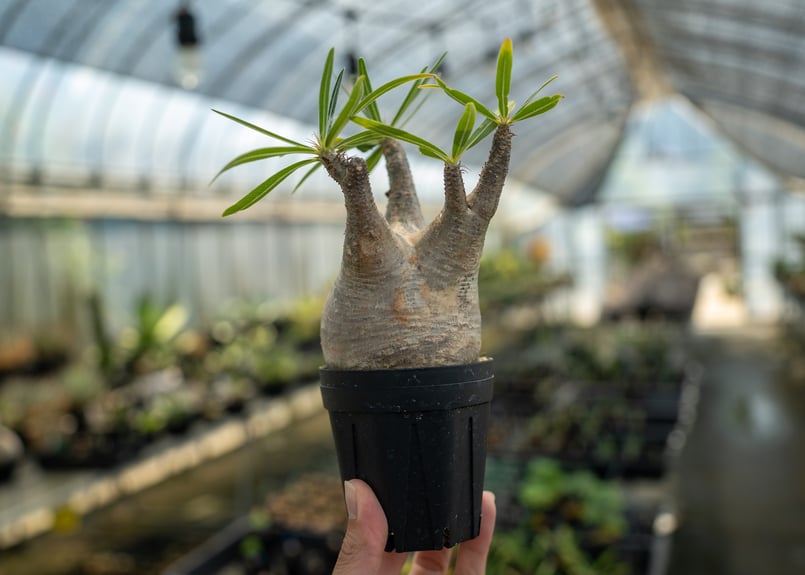 パキポディウム グラキリス No.7 | mana's farm:塊根植物・アガベ