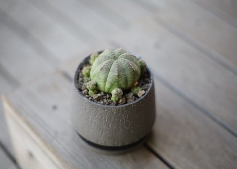 ユーフォルビア オベサシンメトリカ　Euphorbia obesa ssp. symmetrica