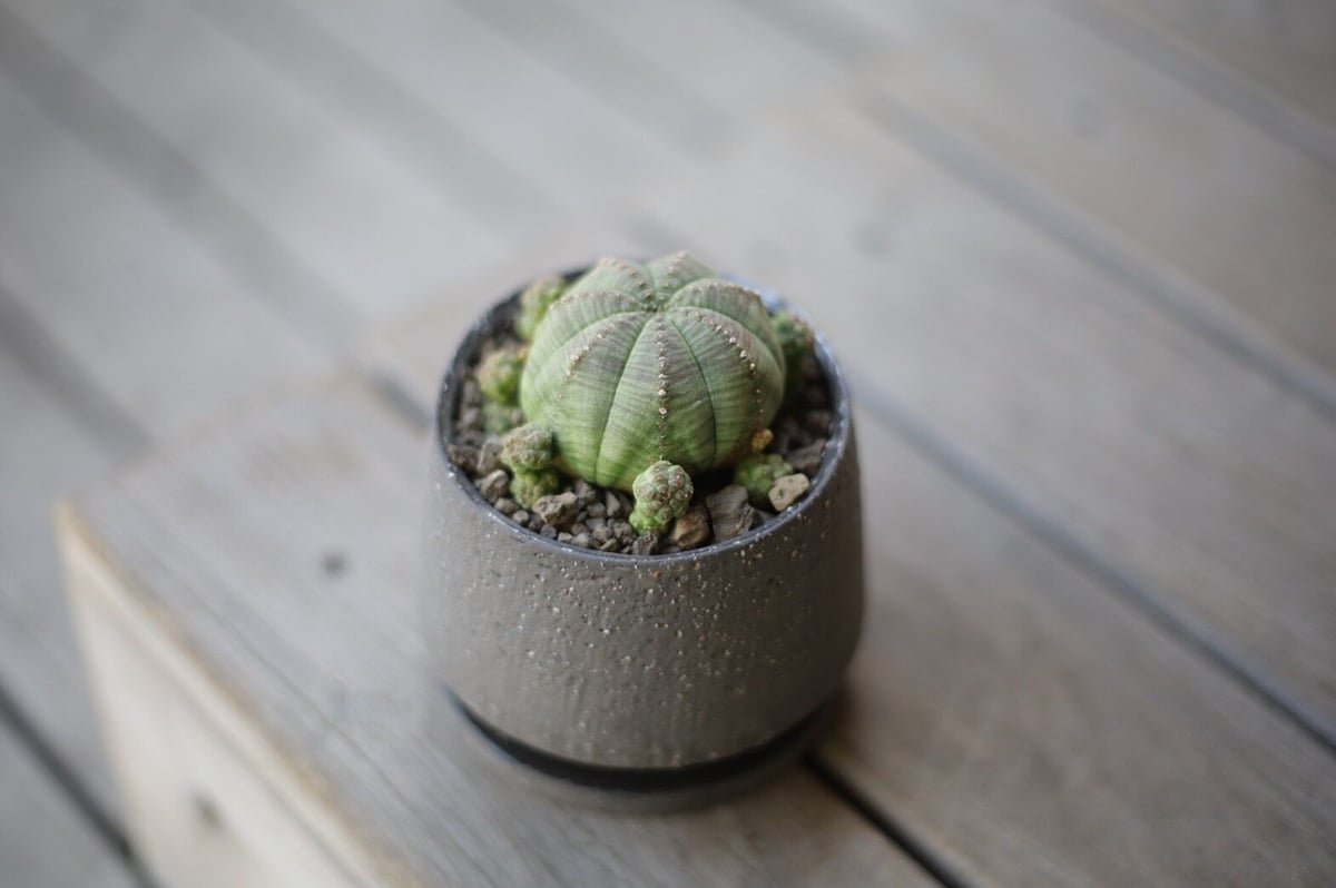 ユーフォルビア オベサシンメトリカ Euphorbia obesa ssp