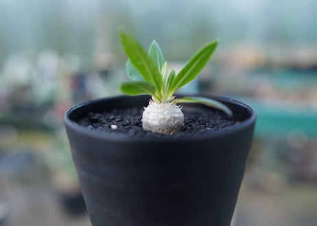 パキポディウム　恵比寿笑い　Pachypodium brevicaule　No.4