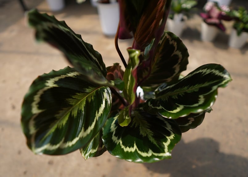 カラテア メダリオン | mana's farm:塊根植物・アガベ・ドライガーデン