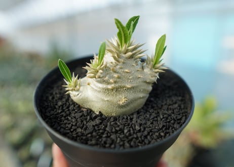 パキポディウム　恵比寿大黒　Pachypodium Densicaule　No.10