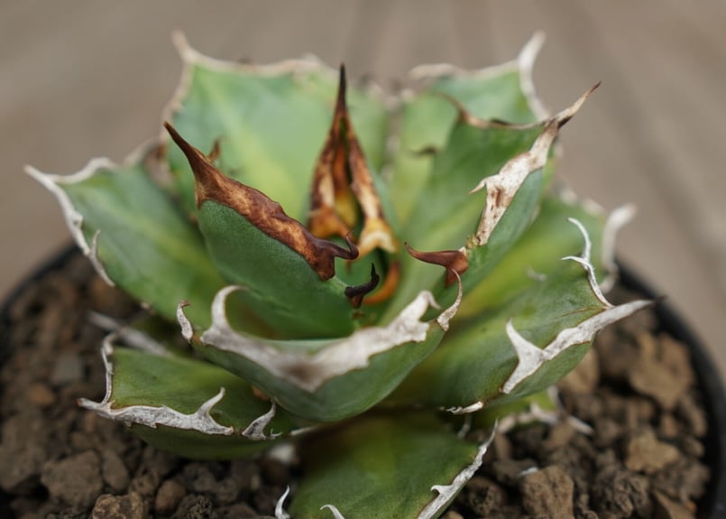 アガベ チタノタ 鬼爪 雪峰 Agave titanota “Onitsume Yukimi