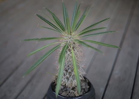 パキポディウム   ラメリー Pachypodium lamerei