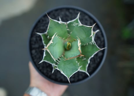アガベ　チタノタ　FO-76　agave titanota  FO-76　No.4