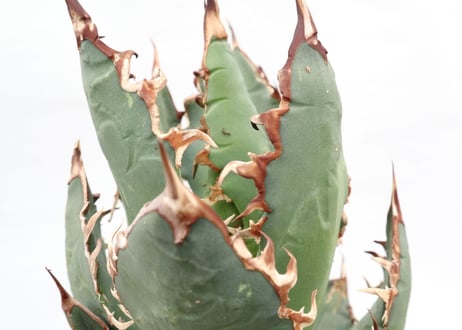Agave titanota FO-76