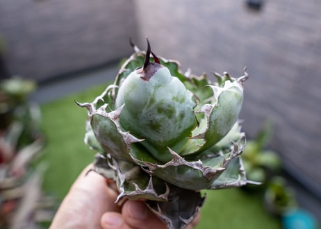 Agave B&B  №6