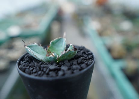 アガベ　チタノタ　 ブラックアンドブルー 　Agave titanota black and blue　No.5