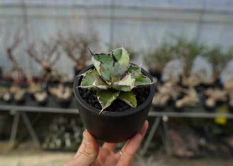 アガベ　チタノタ　 ブラックアンドブルー 　Agave titanota black and blue　No.2