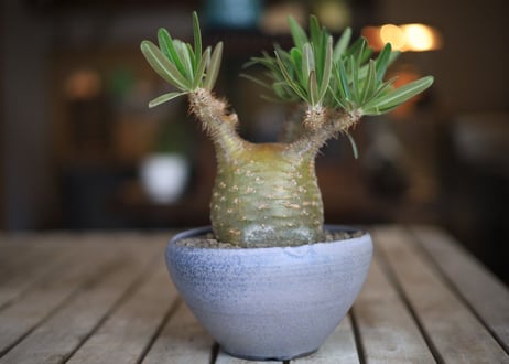 パキポディウム　グラキリス　 Pachypodium Gracilius