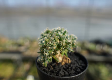 トリコディアデマ　デンサム　Trichodiadema densum  No.2