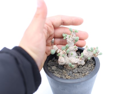 オトンナ　クラビフォリア