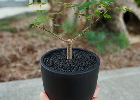 mana's farm original pot