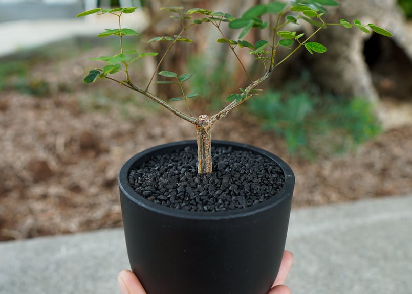 mana's farm original pot | mana's farm:塊根植物・アガベ
