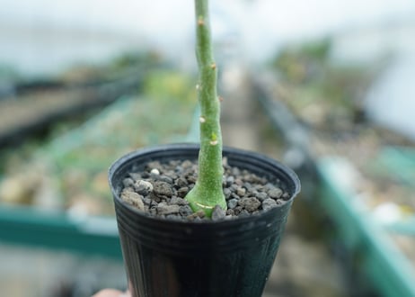 アデニア　グラウカ　Adenia Glauca　No.1
