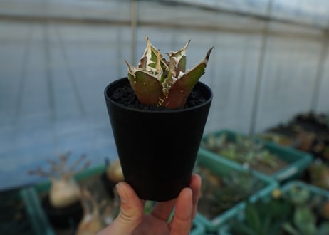 アガベ　チタノタ　レッドキャットウィーズル　Agave titanota Red catweezle