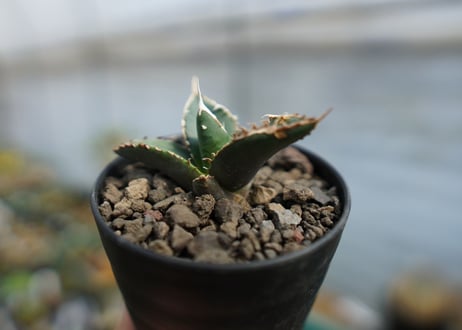 アガベ　チタノタ　狼人　agave titanota "狼人"　No.2