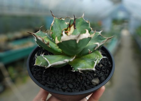 アガベ　チタノタ　鬼爪雪峰  Agave titanota “Onitsume Yukimine No.1