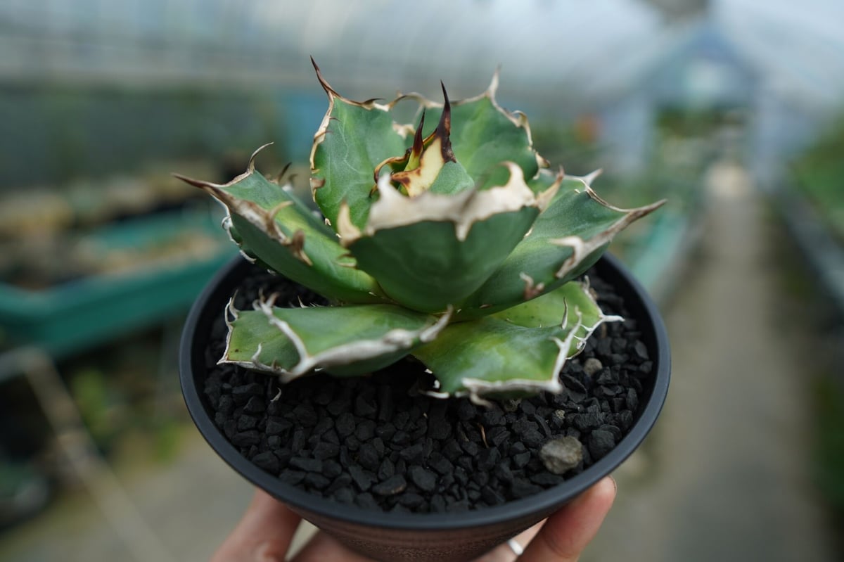 アガベ チタノタ 鬼爪雪峰 Agave titanota “Onitsume Yukimin アガベ チタノタ 鬼爪雪峰 Agave titanota “Onitsume Yukimin