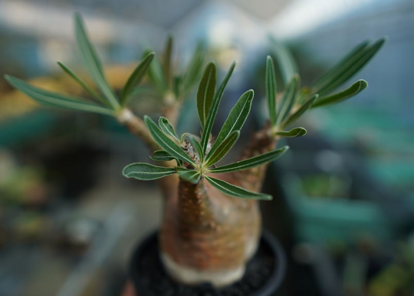 パキポディウム グラキリス Pachypodium Gracilius No.5 | ma