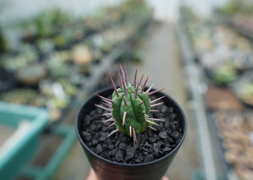 ユーフォルビア フェロックス Euphorbia ferox | mana's farm:塊根