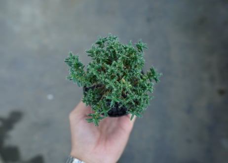 トリコディアデマ ステラツム　Trichodiadema stellatum  No.4