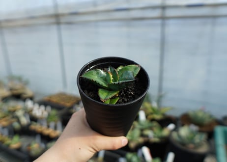 【特選株】アガベ　チタノタ　ブルー　agave titanota Blue 　No.1