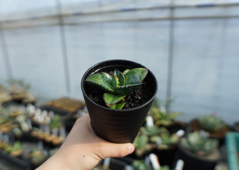 特選株】アガベ チタノタ ブルー agave titanota Blue No.1 | m