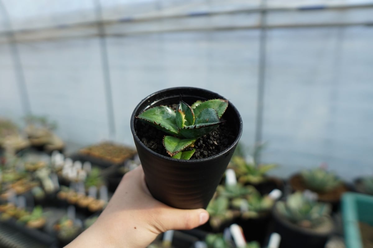 特選株】アガベ チタノタ ブルー agave titanota Blue No.1 | m