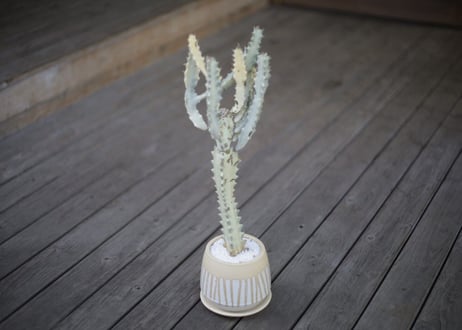 ユーフォルビア ホワイトゴースト Euphorbia lactea White Ghost