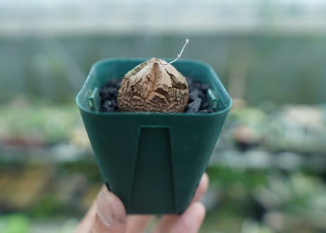 亀甲竜　Dioscorea elephantipes　No.5