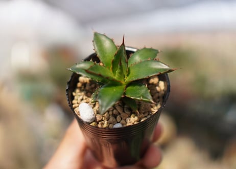 agave　ホリダ