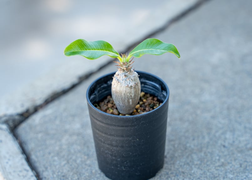 パキポディウム ウィンゾリー 沖縄実生 | mana's farm:塊根植物