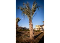 ココスヤシ Butia capitata No.7 | mana's farm:塊根植物・アガ