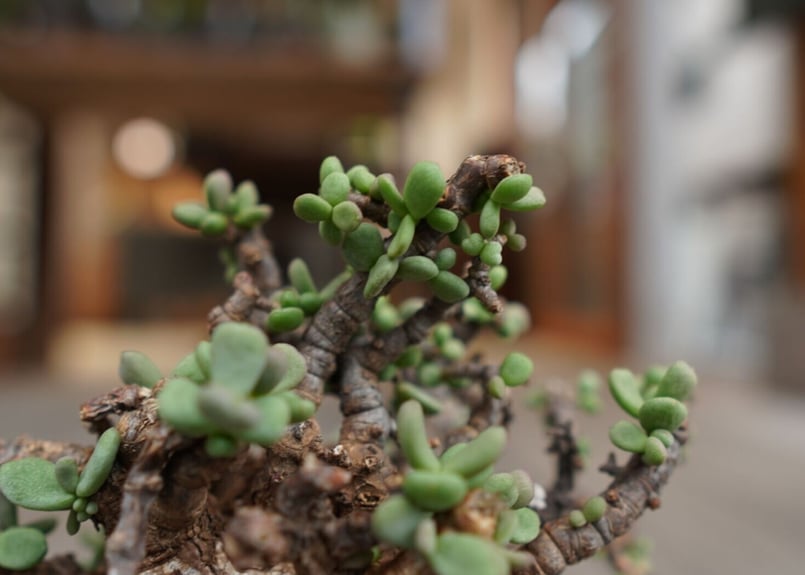 ケラリア ピグマエア Ceraria pygmaea | mana's farm:塊根植