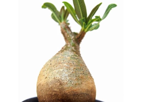 Pachypodium Gracilius パキポディウム  グラキリス  №１ little