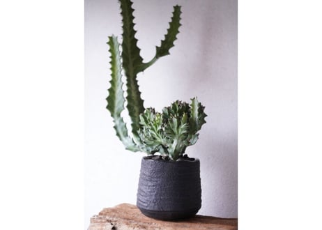 Euphorbia lactea cv.cristata