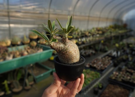 パキポディウム　グラキリス　 Pachypodium Gracilius  No.2